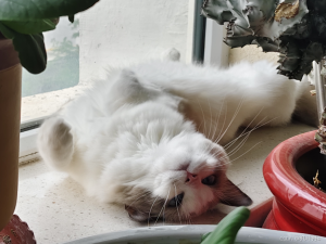 【在Linux世界中追寻伟大的One Piece】HTTP Session