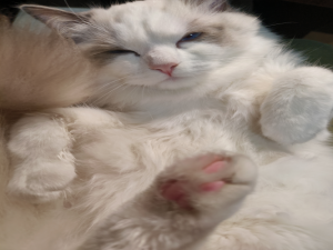 【HarmonyOS Next之旅】DevEco Studio使用指南(三十一) -＞ 同步云端代码至DevEco Studio工程