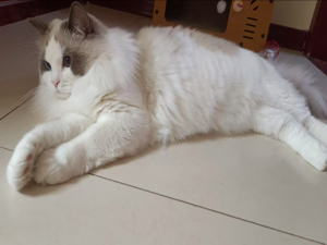 【Qt开发】Qt的背景介绍（二）-＞ 搭建Qt开发环境