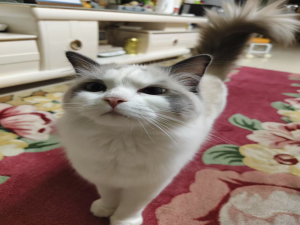 【HarmonyOS Next之旅】DevEco Studio使用指南(十八) -＞ 跨语言代码编辑_deveco studio使用什么语言