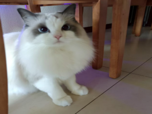 【HarmonyOS Next之旅】DevEco Studio使用指南(三十五) -＞ 配置构建(二)_harmony stagemode import路径别名