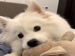 Java 面试篇-SSM 框架专题（什么是 AOP？Spring 中事务时如何实现的？事务失效的场景？Spring 中循环引用怎么解决？Springboot 的自动配置原理？Spring 常见注解？）