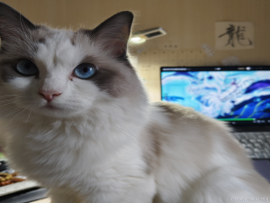 【HarmonyOS Next之旅】ArkTS语法(二) -＞ 动态构建UI元素_arkts 尾随闭包