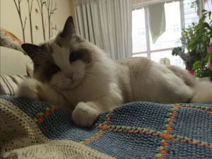 【HarmonyOS Next之旅】DevEco Studio使用指南(四十二) -＞ 动态修改编译配置_harmonyos next 动态配置签名