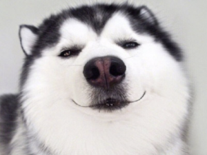 微服务篇-深入了解 XXL-JOB 分布式任务调度的具体使用（XXL-JOB 的工作流程、框架搭建）