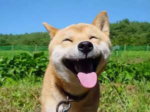 IDEA之GO语言开发