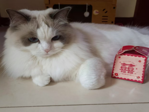 【Qt开发】Qt的背景介绍（四）