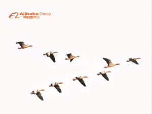 深入剖析Java阿里巴巴代码规范：提升代码质量的必由之路