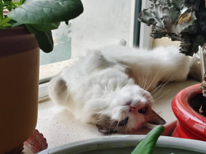 【HarmonyOS Next之旅】DevEco Studio使用指南(二十一)