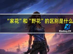 “家花”和“野花”的区别是什么呢