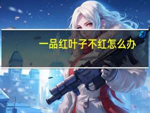 一品红叶子不红怎么办