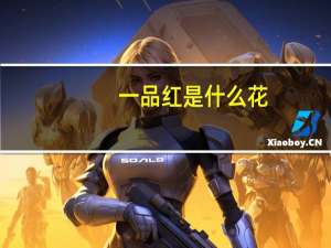 一品红是什么花