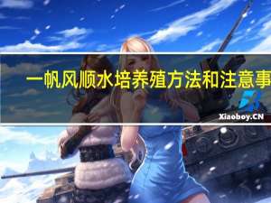 一帆风顺水培养殖方法和注意事项