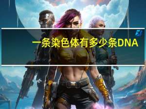 一条染色体有多少条DNA
