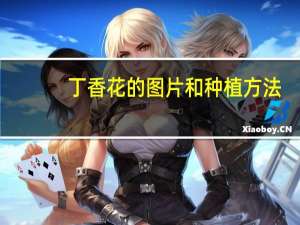 丁香花的图片和种植方法（丁香花百科）