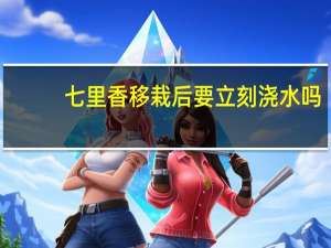 七里香移栽后要立刻浇水吗