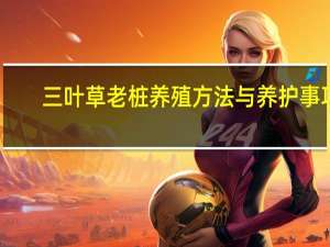 三叶草老桩养殖方法与养护事项