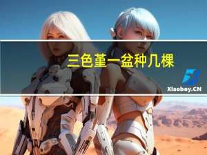 三色堇一盆种几棵