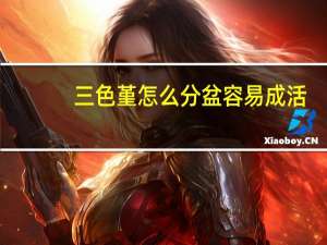 三色堇怎么分盆容易成活