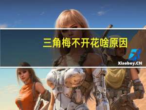 三角梅不开花啥原因