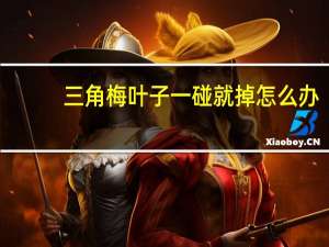 三角梅叶子一碰就掉怎么办