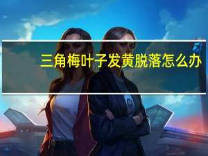 三角梅叶子发黄脱落怎么办