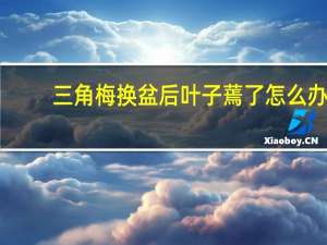 三角梅换盆后叶子蔫了怎么办