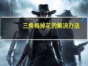 三角梅掉花的解决办法