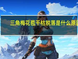 三角梅花苞干枯脱落是什么原因