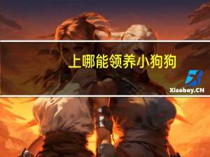 上哪能领养小狗狗