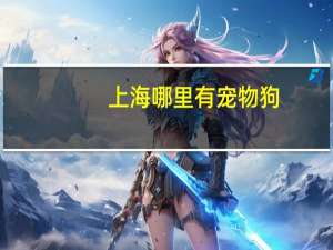 上海哪里有宠物狗