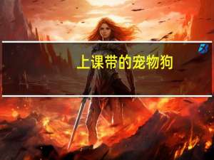 上课带的宠物狗