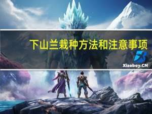 下山兰栽种方法和注意事项