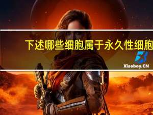 下述哪些细胞属于永久性细胞，永久性细胞有哪三种