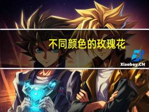 不同颜色的玫瑰花，分别代表着什么花语