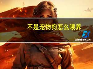 不是宠物狗怎么喂养