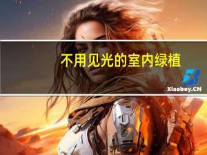 不用见光的室内绿植
