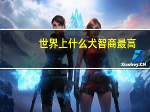 世界上什么犬智商最高