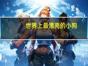 世界上最漂亮的小狗