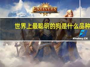世界上最聪明的狗是什么品种（世界上最聪明的狗）
