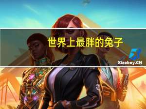 世界上最胖的兔子