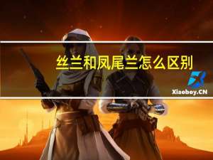 丝兰和凤尾兰怎么区别