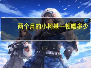 两个月的小柯基一顿喂多少