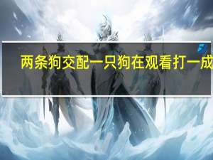 两条狗交配一只狗在观看打一成语