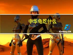 中华龟吃什么