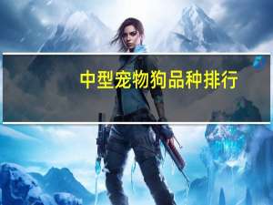 中型宠物狗品种排行