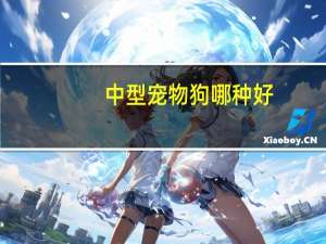 中型宠物狗哪种好