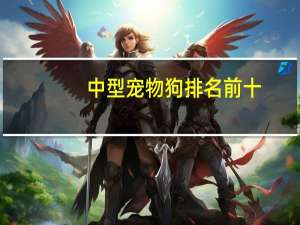 中型宠物狗排名前十