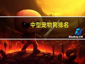 中型宠物狗排名
