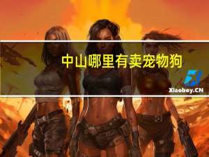 中山哪里有卖宠物狗